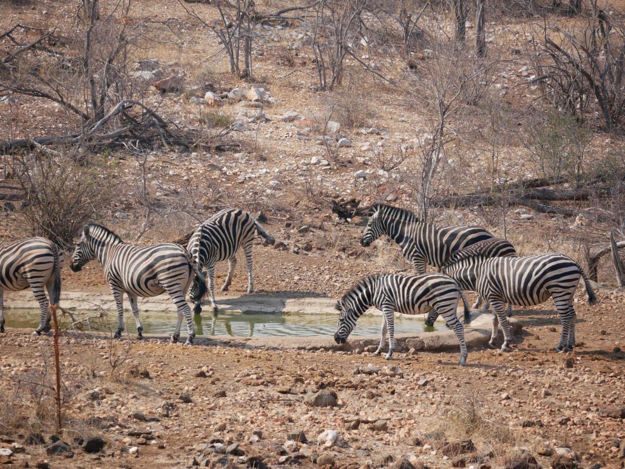 Mbizi Bush Lodge Grietjie Game Reserve Exterior photo